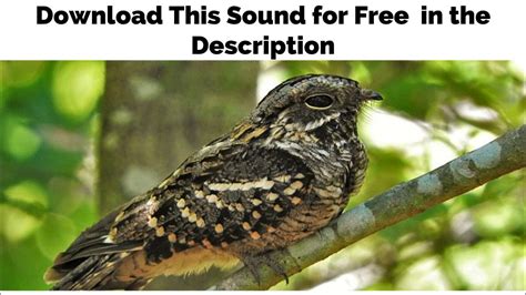 Whippoorwill bird sound - 47 second recording of the eastern Whippoorwill in North Carolina.